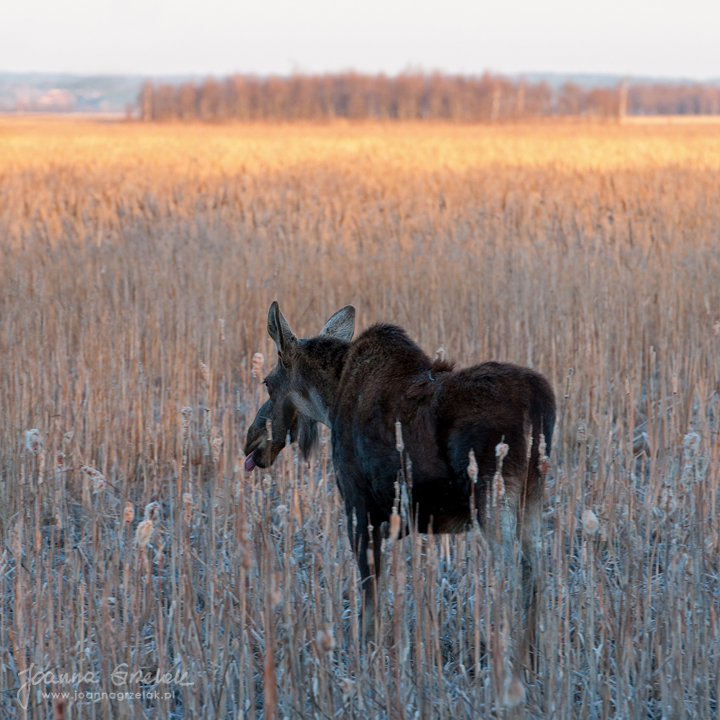 062_Biebrza - kwiecien 2013.jpg